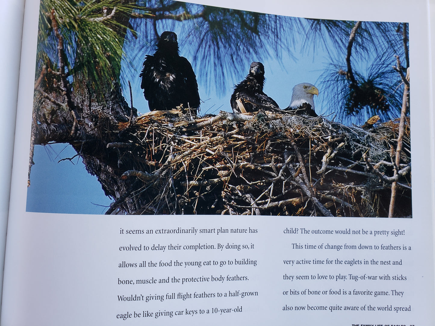 Just Eagles by Alan Hutchinson