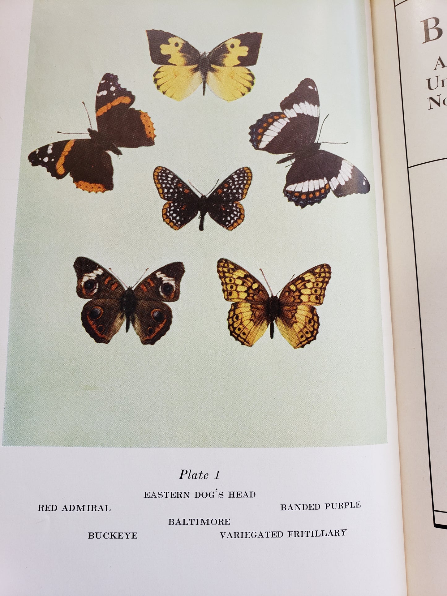 Butterflies (1941)