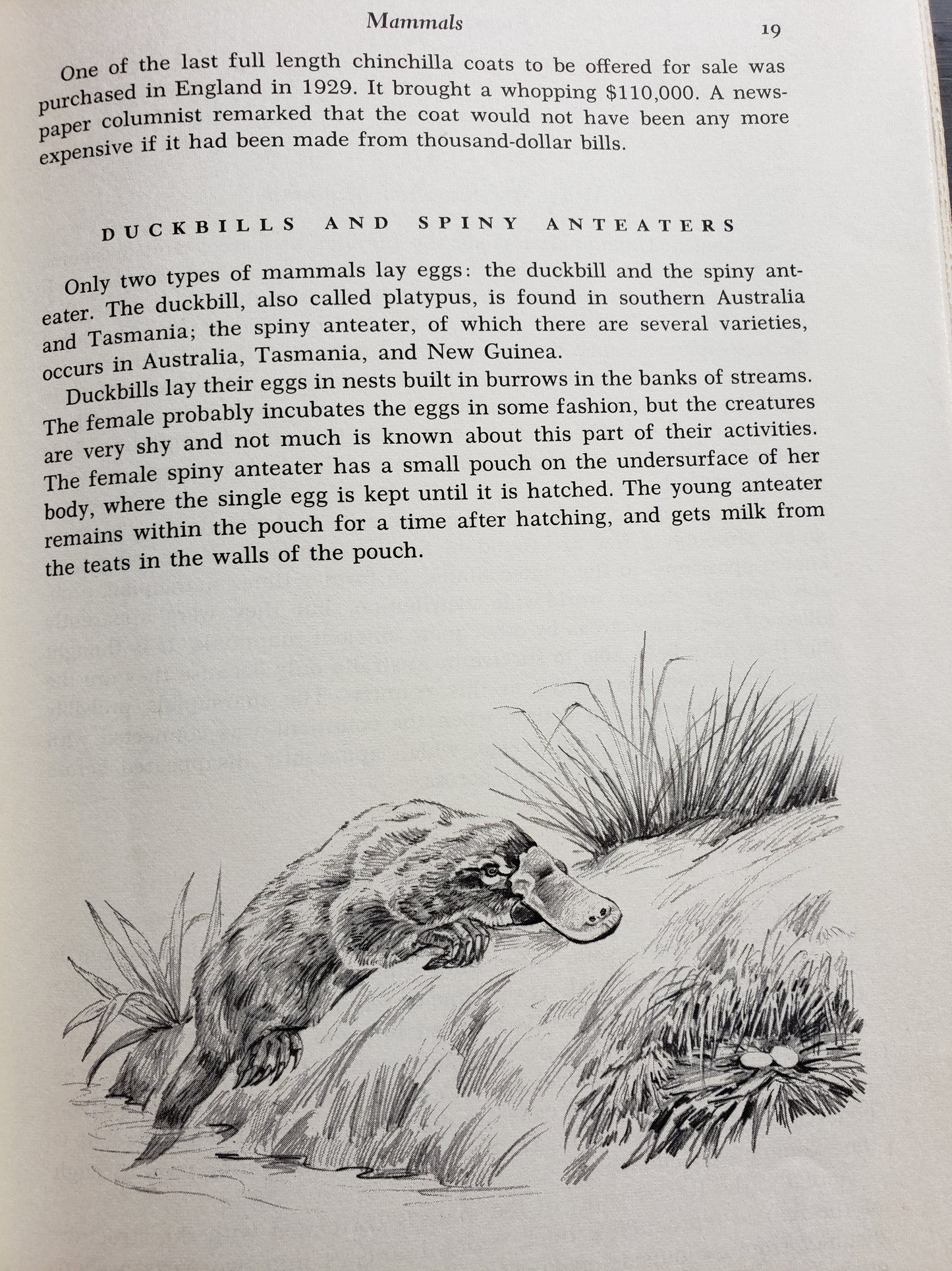 Animal Life and Lore by Osmond P. Breland (1963)