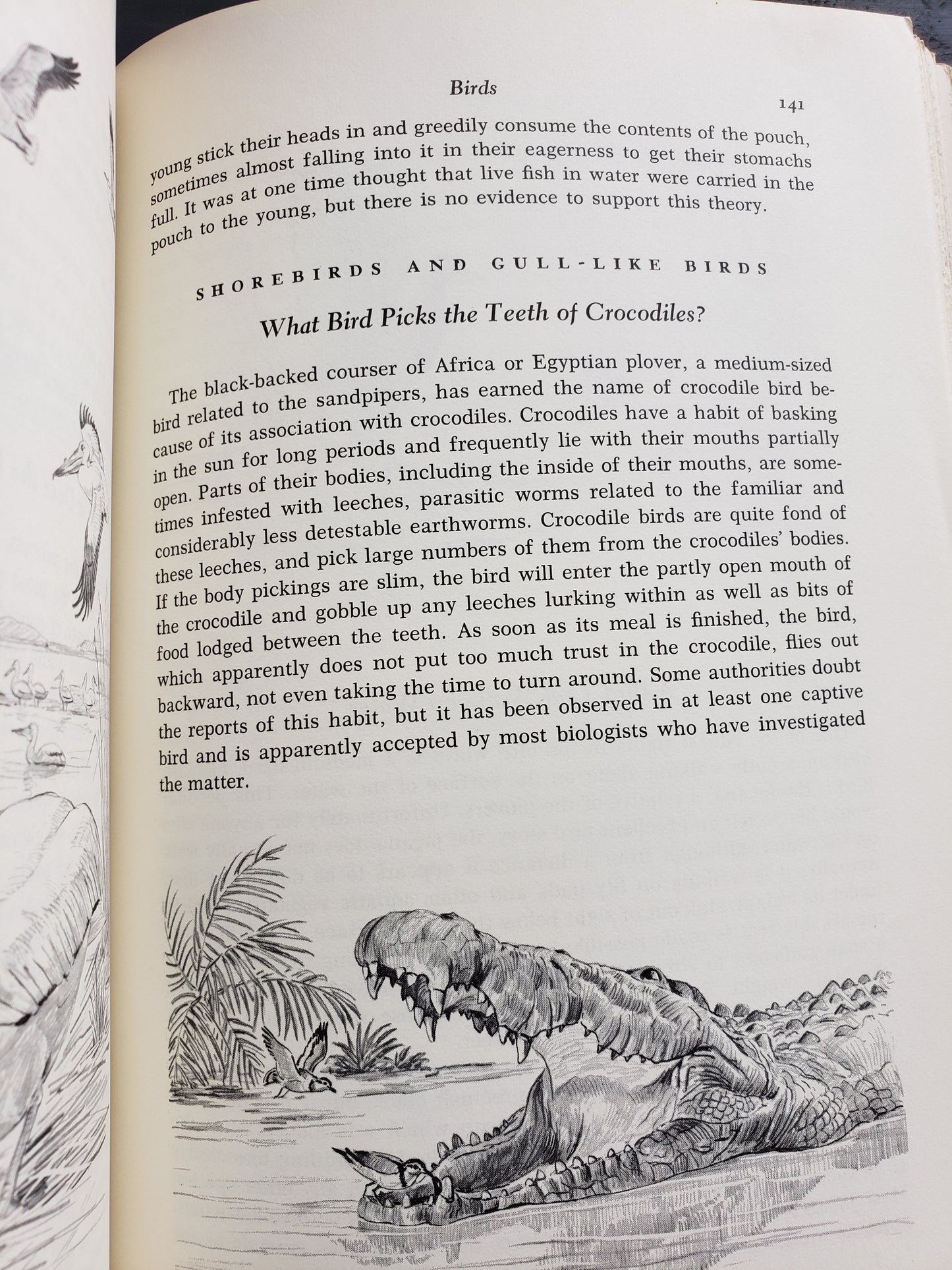 Animal Life and Lore by Osmond P. Breland (1963)
