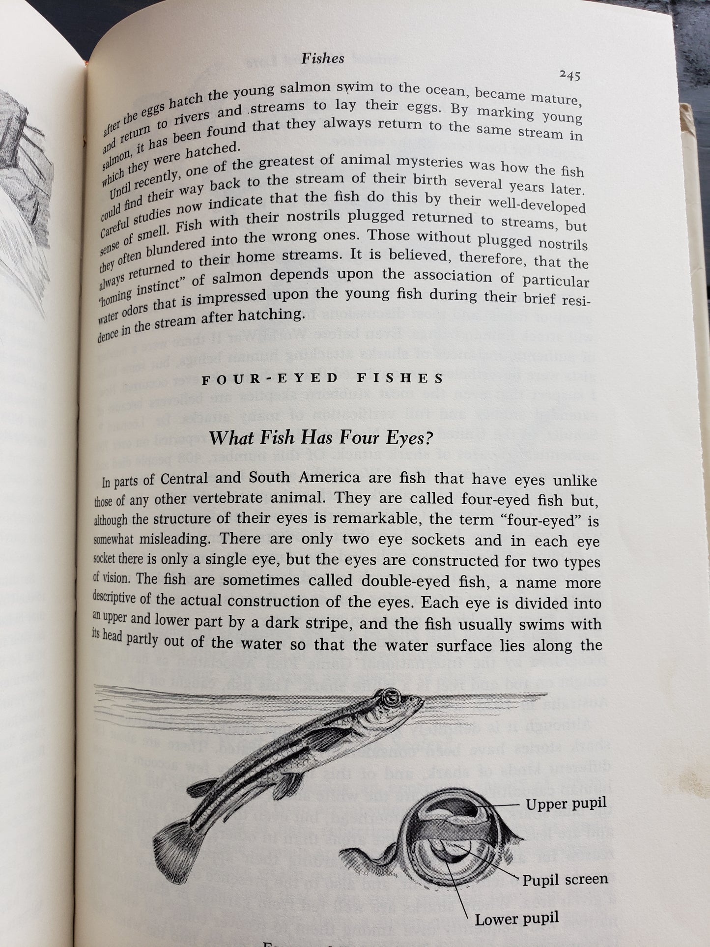 Animal Life and Lore by Osmond P. Breland (1963)