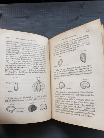 The Second Book of Botany (1874)