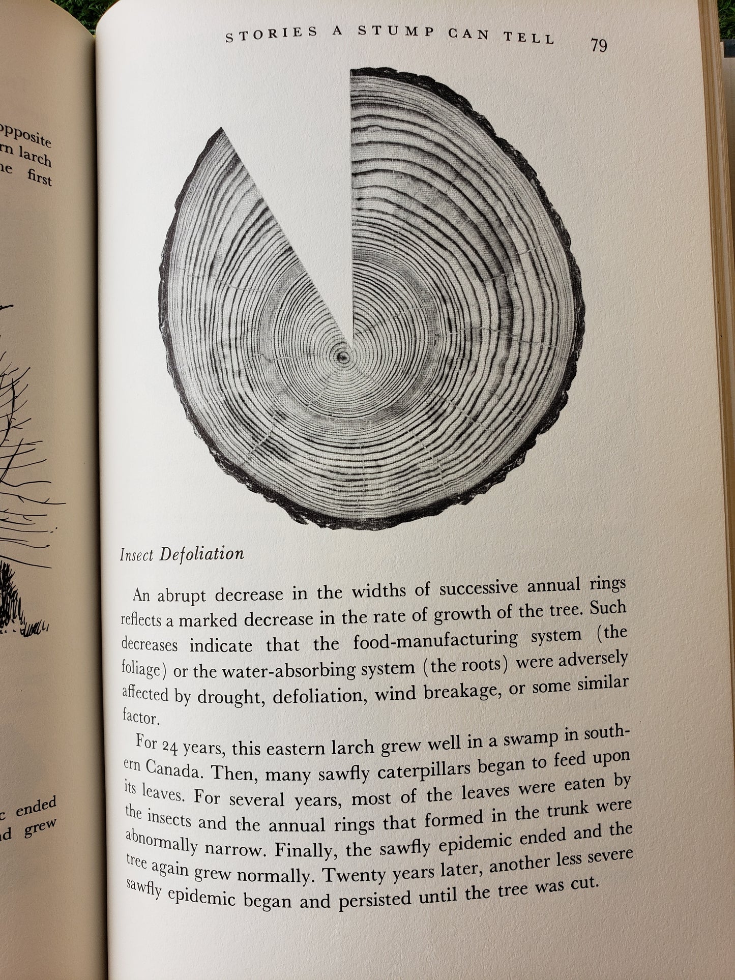 The Living Forest by Jack McCormick (1959)