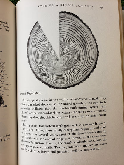 The Living Forest by Jack McCormick (1959)