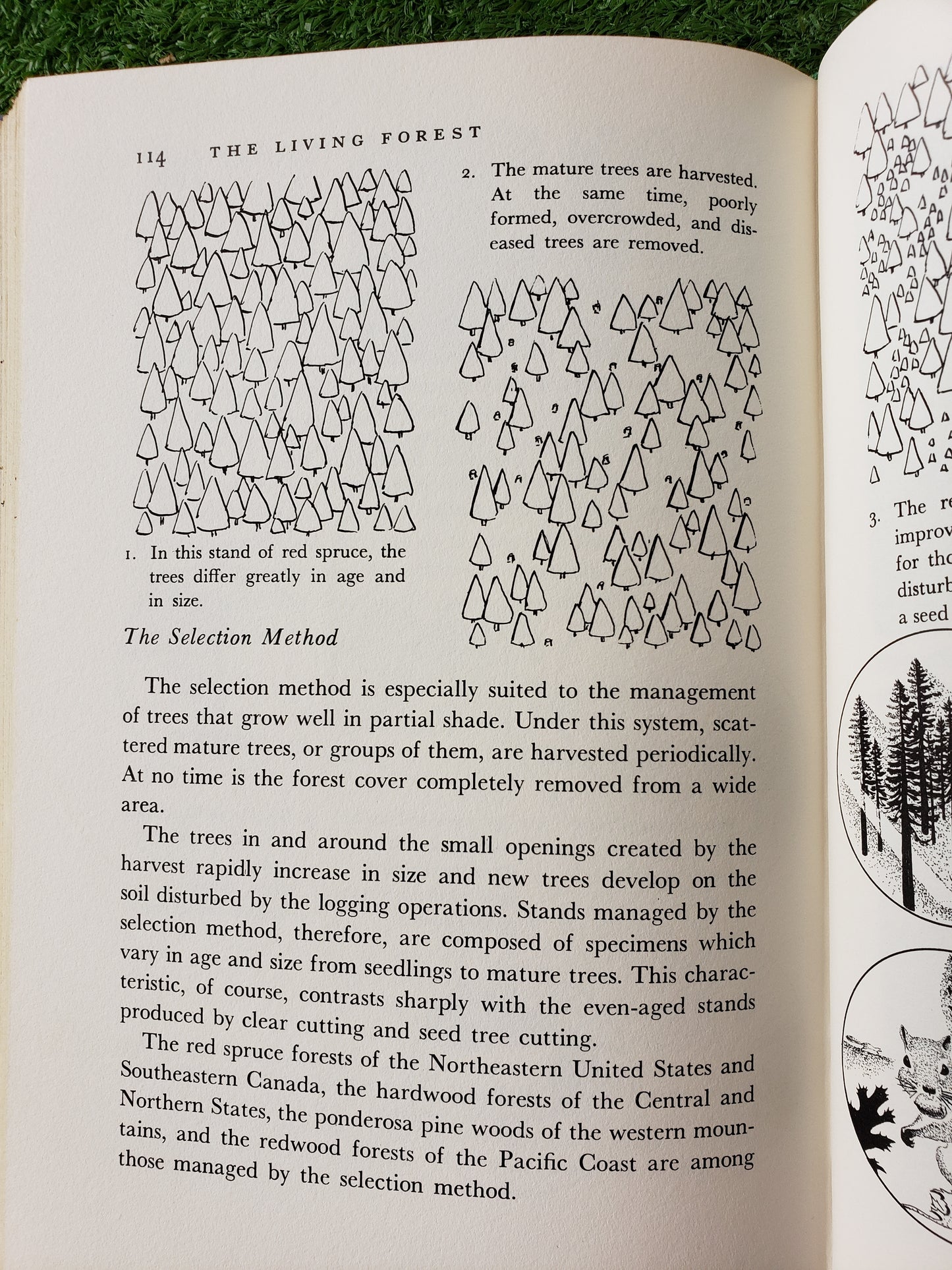 The Living Forest by Jack McCormick (1959)