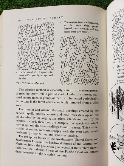 The Living Forest by Jack McCormick (1959)
