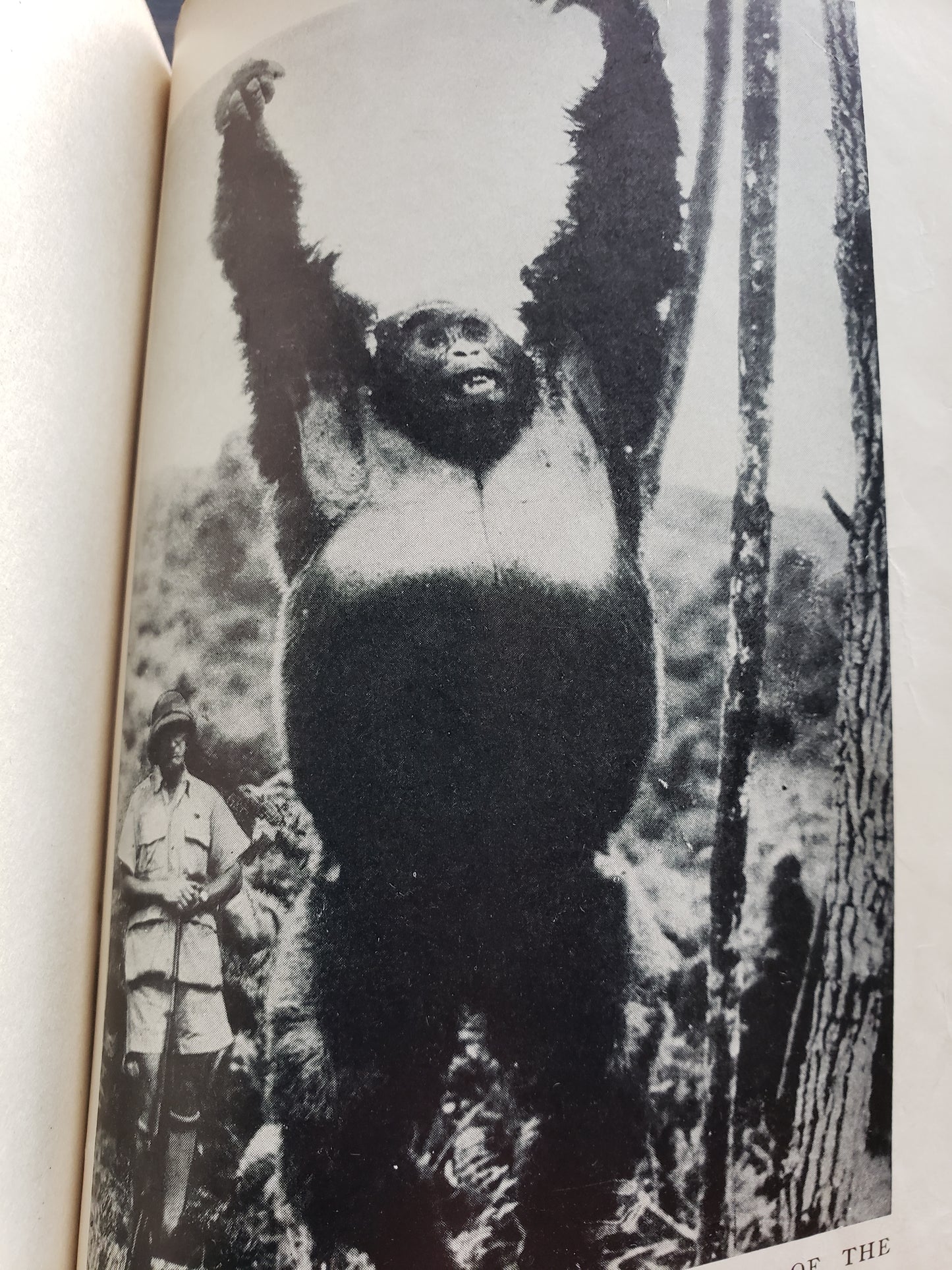 The King of Gorillas (1932)