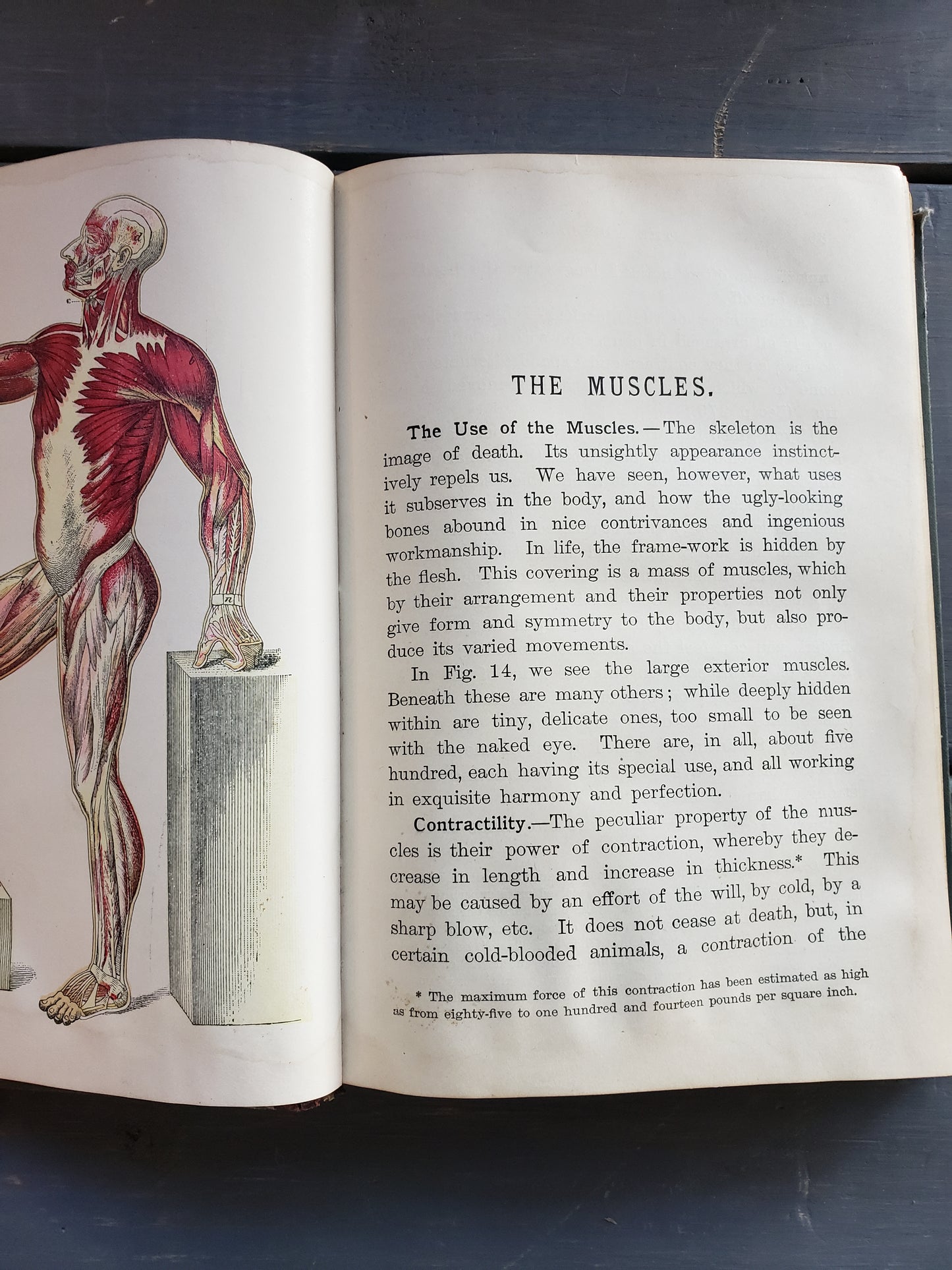 Steele's Sciences PHYSIOLOGY (1889)