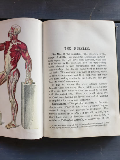 Steele's Sciences PHYSIOLOGY (1889)