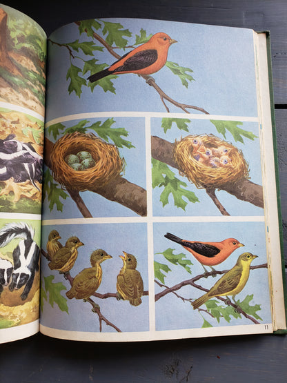 All Around Us, by Scott Foresman and Company (1951)