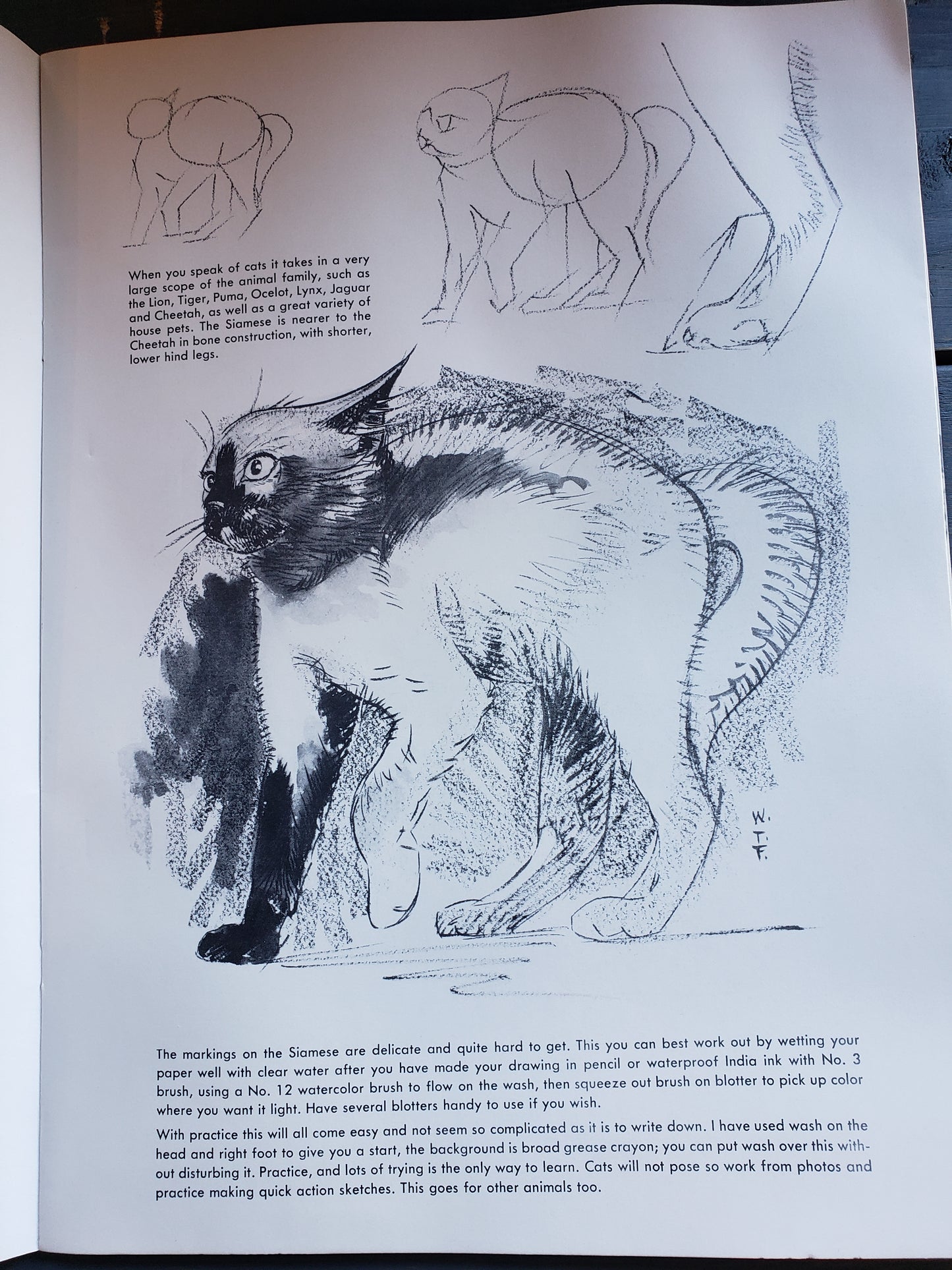 How to Draw Cats by Walter Foster