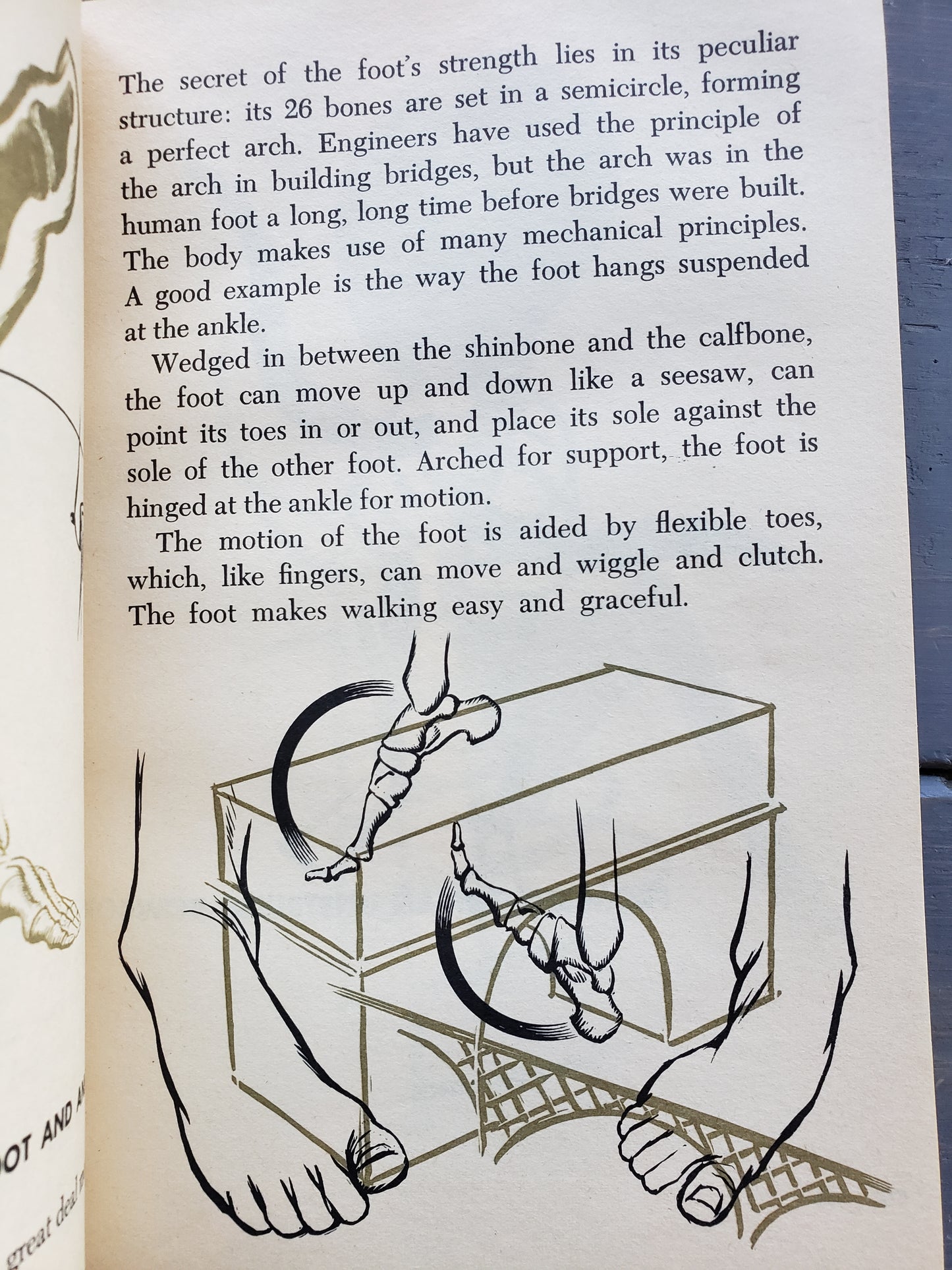 The Wonders of the Human Body (1966)