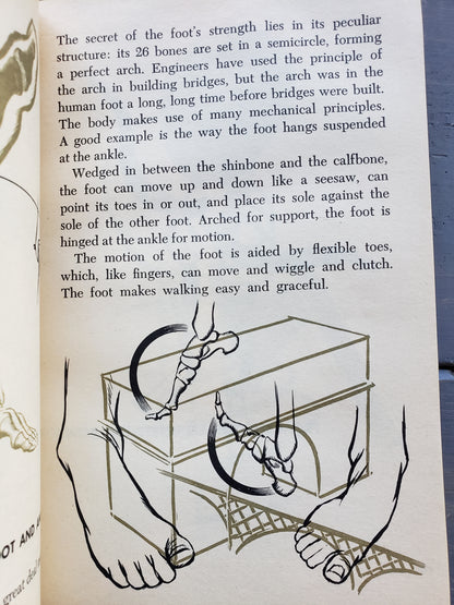 The Wonders of the Human Body (1966)