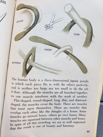 The Wonders of the Human Body (1966)