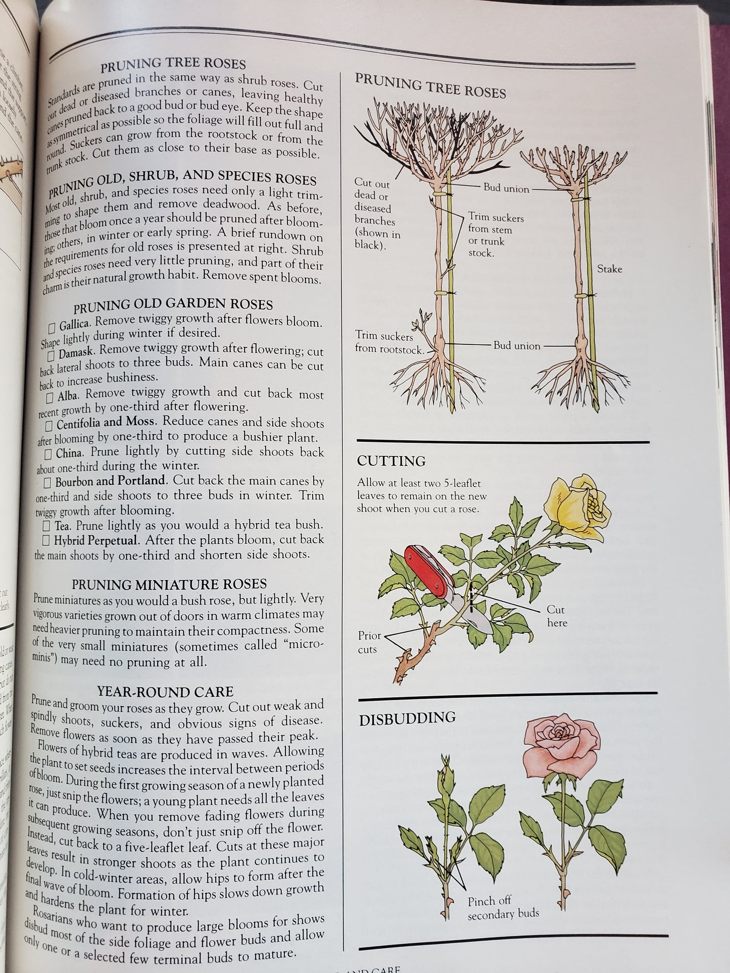 All About Roses