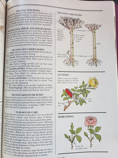 All About Roses