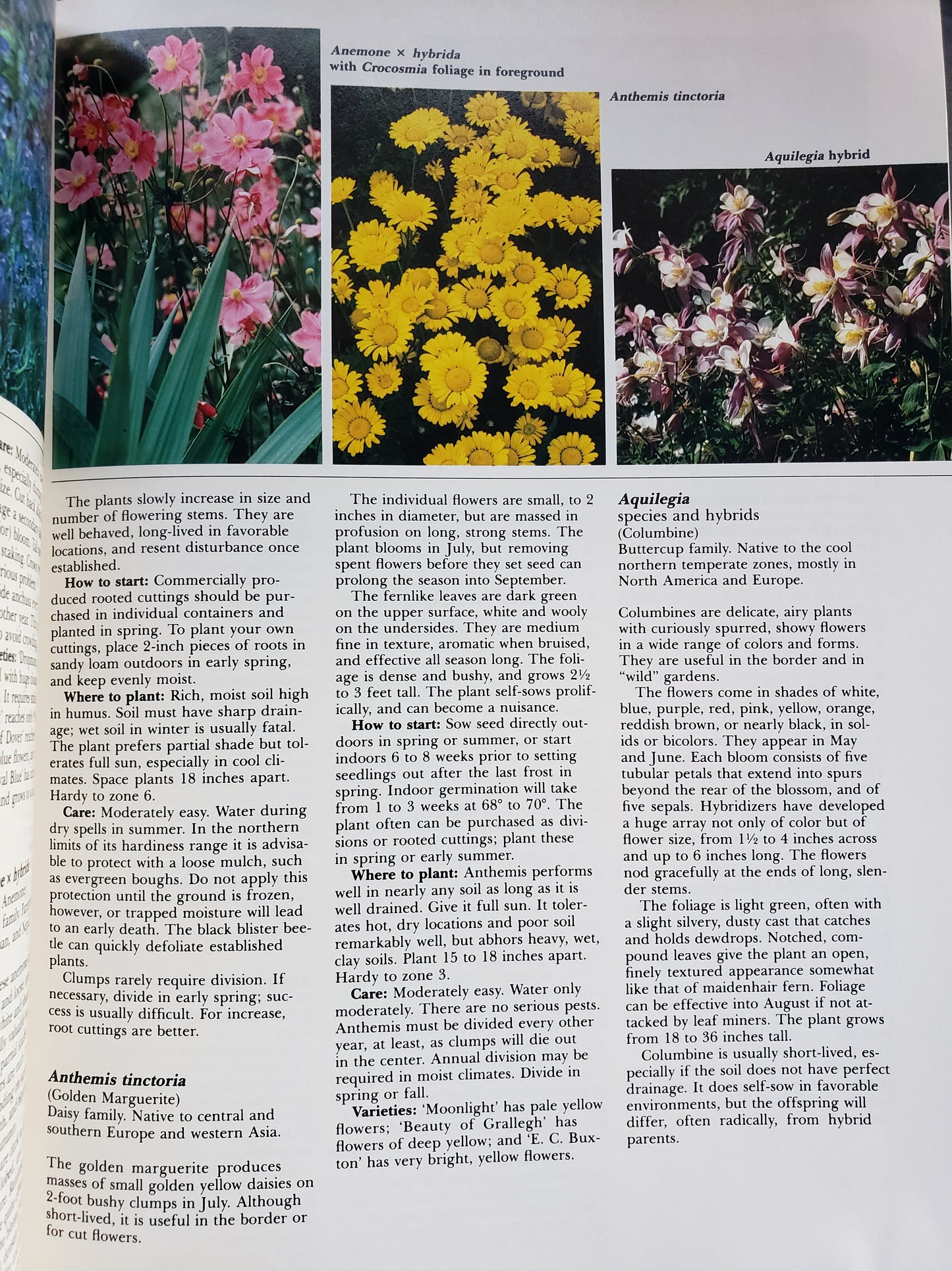 All About Perennials by Ortho Books